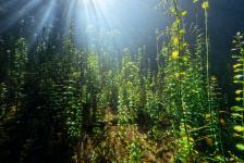 echinger_weiher 9